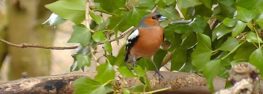 Viewpark Conservation Trust